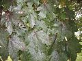 Sycamore Maple